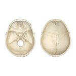 Replica Human European Male Skull – Calvarium Cut and Numbered