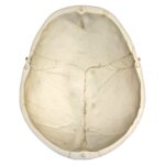 Replica Human European Male Skull – Calvarium Cut and Numbered