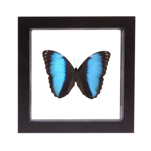 Real Morpho Deidamia Butterfly in Black Frame