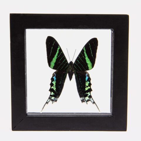Real Green-banded Urania Butterfly in Black Frame