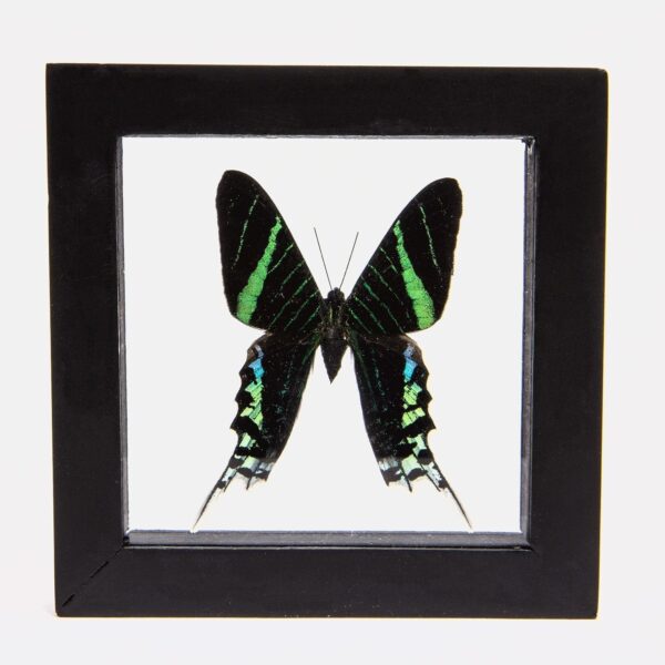 Real Green-banded Urania Butterfly in Black Frame