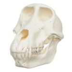 Real Chacma Baboon Skull – Female
