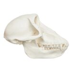 Real Chacma Baboon Skull – Female