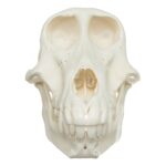 Real Chacma Baboon Skull – Female
