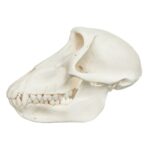 Real Chacma Baboon Skull – Female