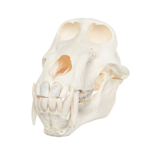 Real Chacma Baboon Skull – Adolescent Male