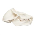 Real Chacma Baboon Skull – Adolescent Male