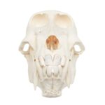 Real Chacma Baboon Skull – Adolescent Male