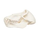 Real Chacma Baboon Skull – Adolescent Male