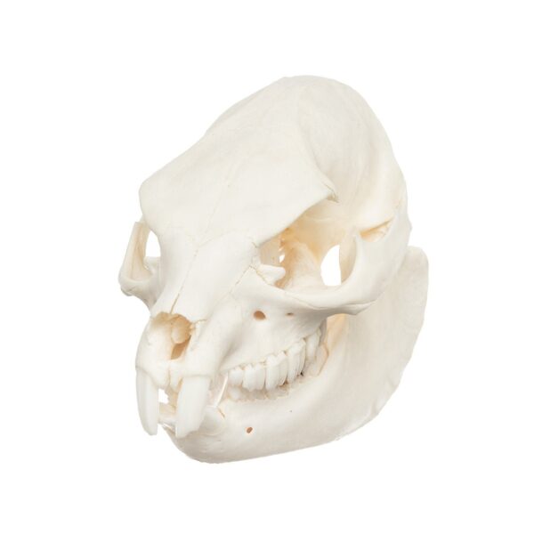 Real Rock Hyrax Skull