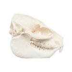 Real Rock Hyrax Skull