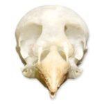 Real Cordon Bleu Skull