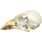 Real Cordon Bleu Skull