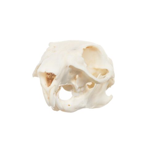 Real African Ground Squirrel Skull