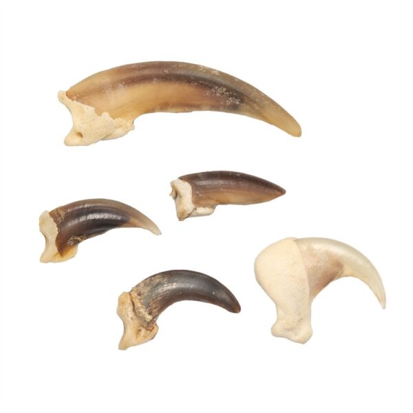 Real Mammal Claws – Set of 5