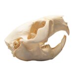 Real Beaver Skull – Adolescent