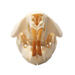 Real Beaver Skull – Adolescent