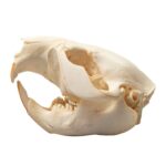 Real Beaver Skull – Adolescent
