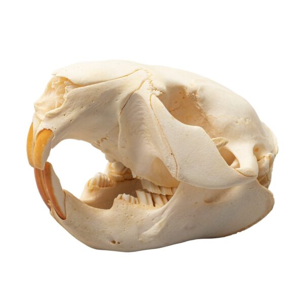 Real Beaver Skull – Adolescent