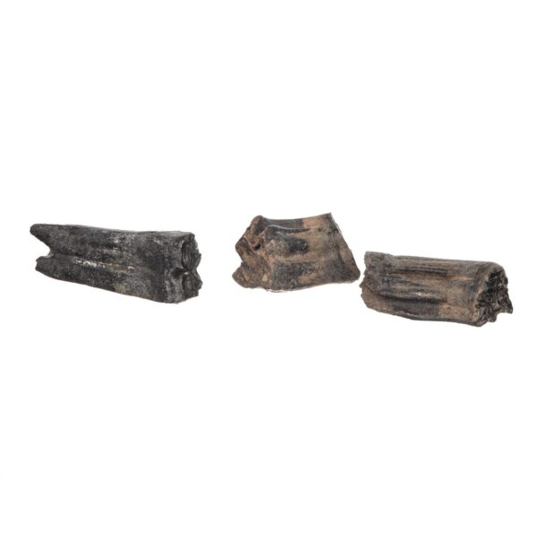 Real Fossilized Horse Tooth – Single