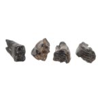 Real Fossilized Horse Tooth – Single