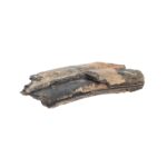 Real Fossilized Horse Tooth – Single