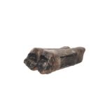 Real Fossilized Horse Tooth – Single