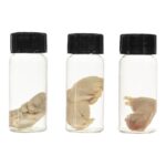 Real Squirrel Wet Specimen – Fetal (Single)