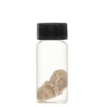 Real Squirrel Wet Specimen – Fetal (Single)