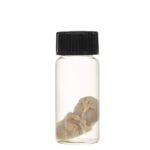 Real Squirrel Wet Specimen – Fetal (Single)