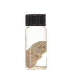 Real Squirrel Wet Specimen – Fetal (Single)