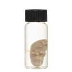 Real Squirrel Wet Specimen – Fetal (Single)