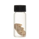 Real Squirrel Wet Specimen – Fetal (Single)