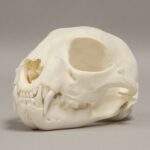 Real Bobcat Skull – Adolescent