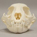 Real Bobcat Skull – Adolescent