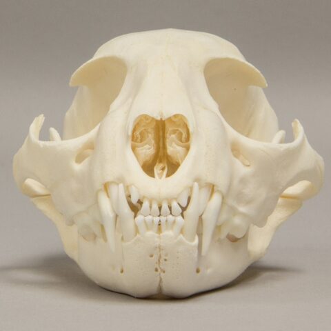 Real Bobcat Skull - Adolescent