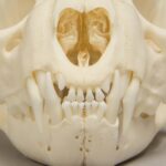 Real Bobcat Skull – Adolescent
