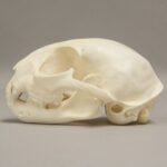 Real Bobcat Skull – Adolescent