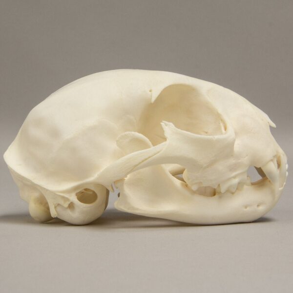 Real Bobcat Skull – Adolescent