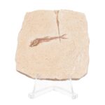 Real Fossilized Fish Slab – One Fish (Single)
