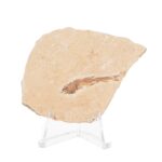 Real Fossilized Fish Slab – One Fish (Single)