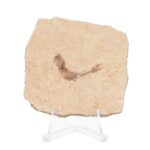 Real Fossilized Fish Slab – One Fish (Single)