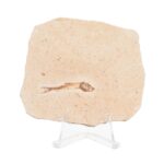 Real Fossilized Fish Slab – One Fish (Single)