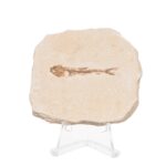 Real Fossilized Fish Slab – One Fish (Single)