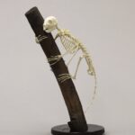 Replica Aye-Aye Skeleton