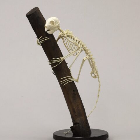 Replica Aye-Aye Skeleton