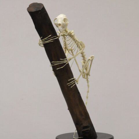 Replica Aye-Aye Skeleton