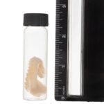 Real Tentacle Wet Specimen – Single