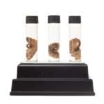 Real Tentacle Wet Specimen – Single