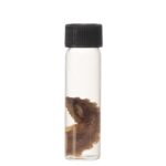 Real Tentacle Wet Specimen – Single